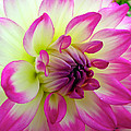 Chrysanthemum