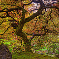 Japanese Maple